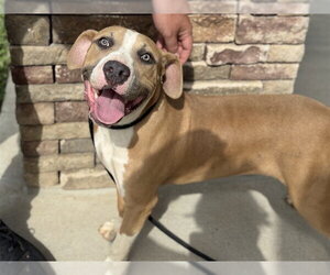 Beagle-Unknown Mix Dogs for adoption in Pueblo, CO, USA