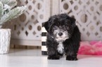 Small Photo #3 Morkie-Yo-Chon Mix Puppy For Sale in MOUNT VERNON, OH, USA