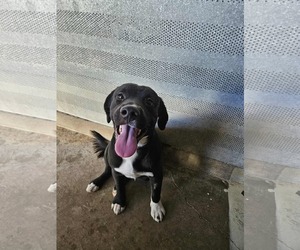 American Pit Bull Terrier-Unknown Mix Dogs for adoption in El Centro, CA, USA