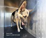 Small German Shepherd Dog