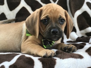 Puggle Puppy for sale in QUARRYVILLE, PA, USA