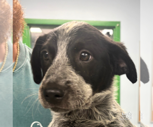Mutt Dogs for adoption in Washington, DC, USA