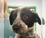 Small #1 Mutt