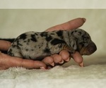 Small #8 Dachshund