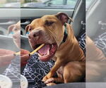 Small #1 American Pit Bull Terrier