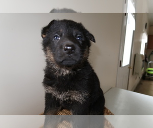 German Shepherd Dog Puppy for sale in FORT WAYNE, IN, USA