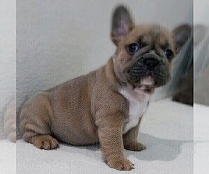 French Bulldog Puppy for sale in TAMPA, FL, USA