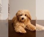 Small #10 Cavapoo-Poodle (Miniature) Mix
