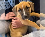 Small #4 Mutt