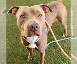 American Staffordshire Terrier-Unknown Mix Dogs for adoption in Tavares, FL, USA