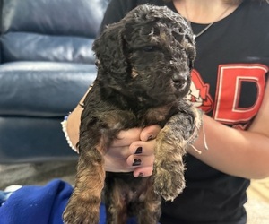 Poodle (Miniature) Puppy for sale in CONCORD, MN, USA