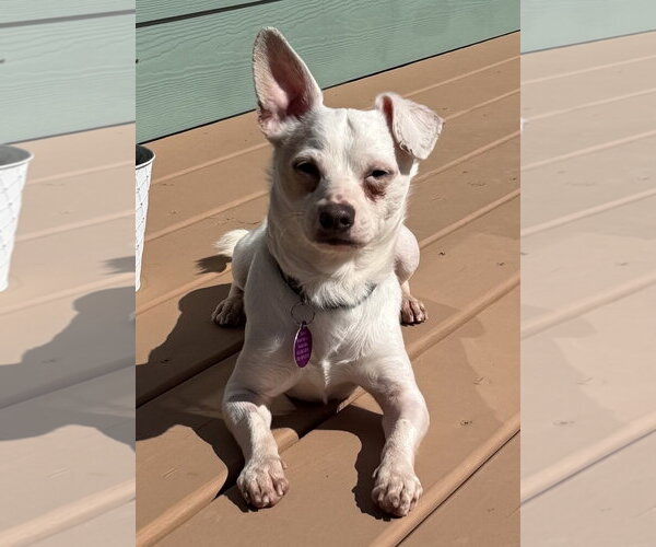 Medium Photo #2 Chihuahua-Unknown Mix Puppy For Sale in Bellevue, WA, USA