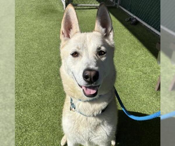 Medium Photo #2 Gerberian Shepsky Puppy For Sale in Camarillo, CA, USA