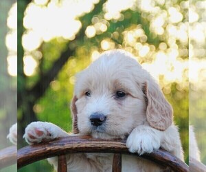 Goldendoodle (Miniature) Puppy for sale in MYERSTOWN, PA, USA