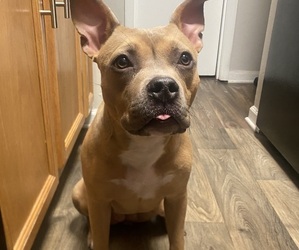 American Bulldog Puppy for sale in HAMPTON, VA, USA
