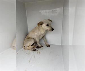 Chihuahua-Unknown Mix Dogs for adoption in Houston, TX, USA