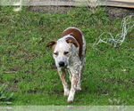 Small #2 Boston Cattle Dog