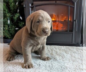 Medium Labrador Retriever