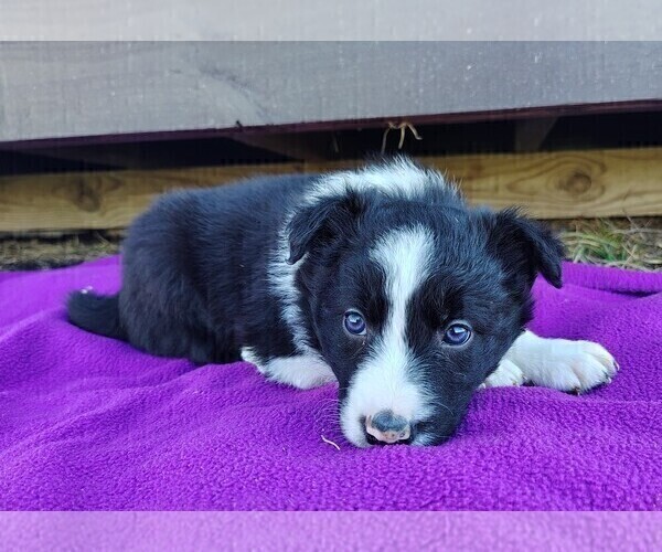 Medium Photo #6 Border Collie Puppy For Sale in NORBORNE, MO, USA