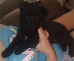 Small #2 German Shepherd Dog