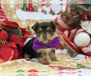 Yorkshire Terrier Puppy for sale in LANCASTER, PA, USA