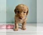 Small #1 Aussiedoodle-Labradoodle Mix