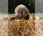 AKC Ready to Go - Female Labrador Retriever Puppy for Sale - Photo #6