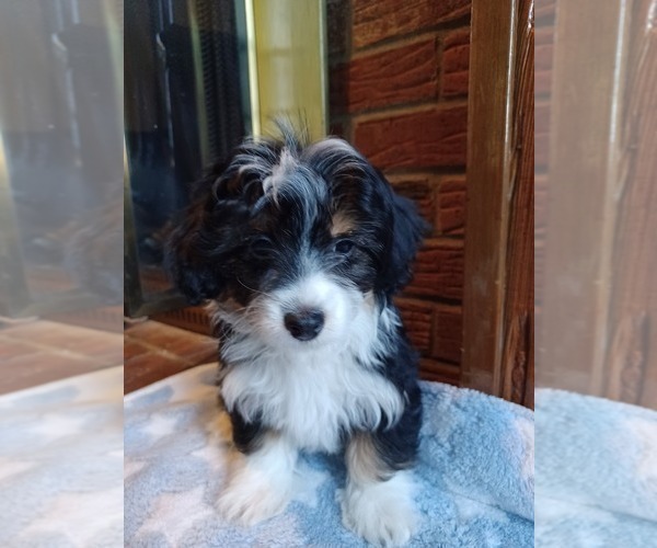 Medium Photo #3 Havapoo Puppy For Sale in LOUISVILLE, KY, USA