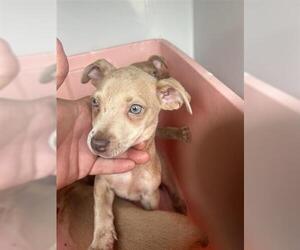 Chihuahua Dogs for adoption in Houston, TX, USA