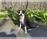 Small #5 Jack Russell Terrier Mix