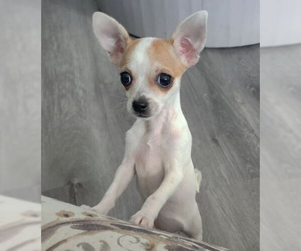 Medium Photo #6 Chihuahua-Unknown Mix Puppy For Sale in Tustin, CA, USA