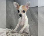 Small #5 Chihuahua Mix
