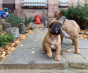 French Bulldog Puppy for sale in SACRAMENTO, CA, USA