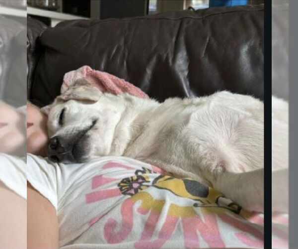 Medium Photo #4 Cheagle Puppy For Sale in Winston Salem, NC, USA