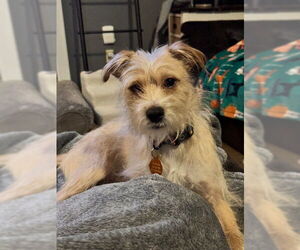 Mutt Dogs for adoption in St. Louis Park, MN, USA