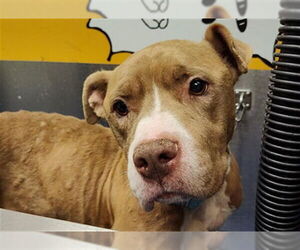Medium American Staffordshire Terrier Mix