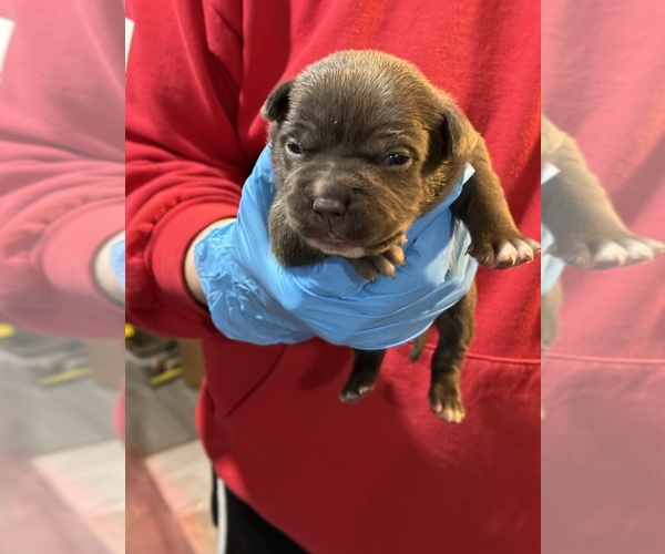 Medium Photo #8 American Bully Puppy For Sale in WALLINGFORD, CT, USA