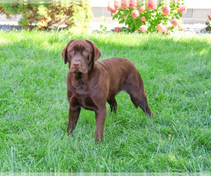 Mother of the Labrador Retriever puppies born on 03/24/2026