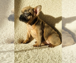 French Bulldog Dog for Adoption in BROADWAY, North Carolina USA