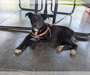 Shepradors Dogs for adoption in Calhoun, GA, USA