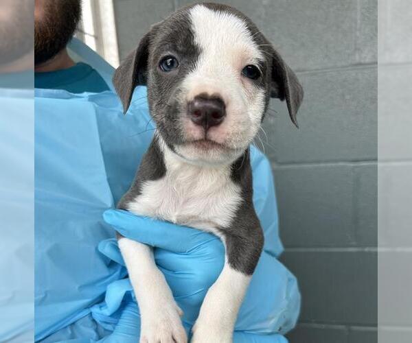 Medium Photo #1 American Staffordshire Terrier-Unknown Mix Puppy For Sale in San Antonio, TX, USA