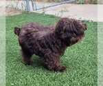 Small #7 Yorkipoo