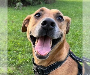 Black Mouth Cur-Unknown Mix Dogs for adoption in Doylestown, PA, USA