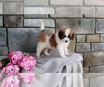 Small Photo #2 Poodle (Miniature)-Saint Bernard Mix Puppy For Sale in SUGARCREEK, OH, USA