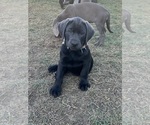 Small #2 Labrador Retriever