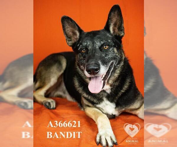 Medium Photo #1 German Shepherd Dog Puppy For Sale in Stockton, CA, USA