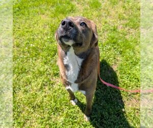 Valentina - Female Mutt Dog for Adoption