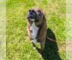 Valentina - Female Mutt Dog for Adoption - Small photo