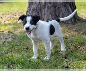 Collie-Unknown Mix Dogs for adoption in Brooklyn Center, MN, USA