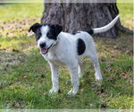 Small Collie Mix